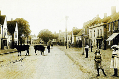 Hall-Street-Long-Melford-circa-1920-with-cattle-probably-destined-for-Ruses-Butchers-shop