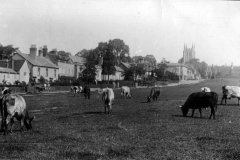 1910-Cows-on-the-Green